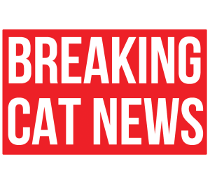Breaking Cat News shop logo