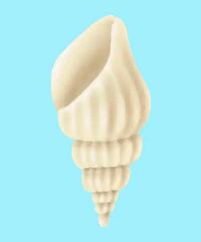 Cone shell