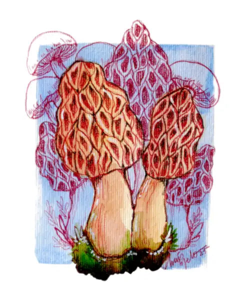 Morel design