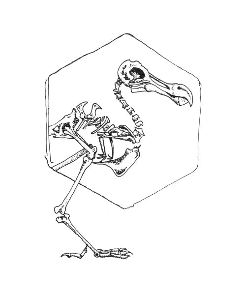 Dodo