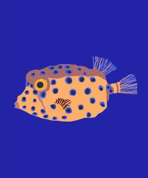 Box Fish