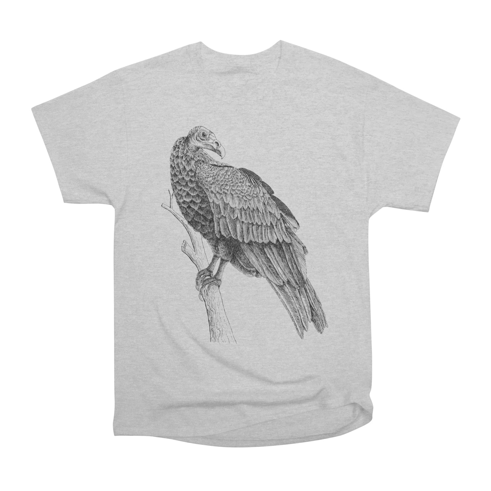 Turkey Vulture
