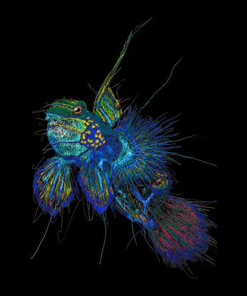 neon fish scribble art