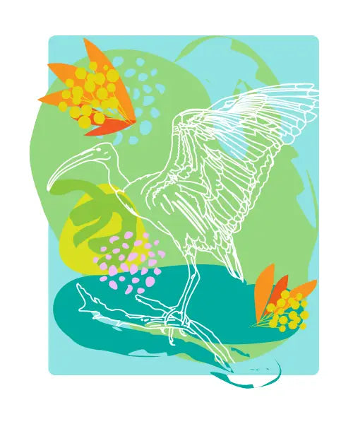 Summer Ibis