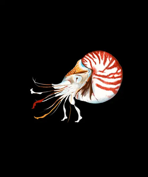 Nautilus