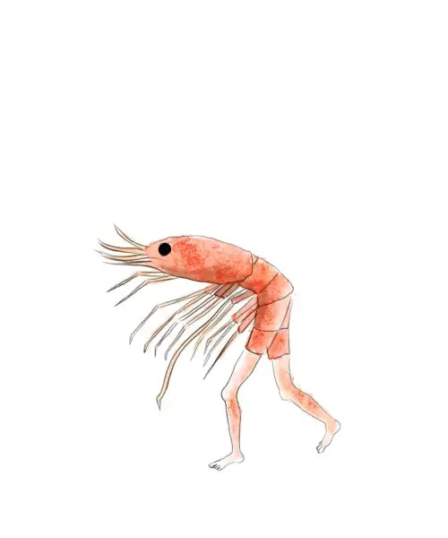 Shrimp
