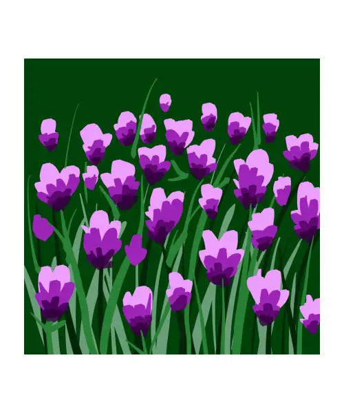 Tulips in bloom
