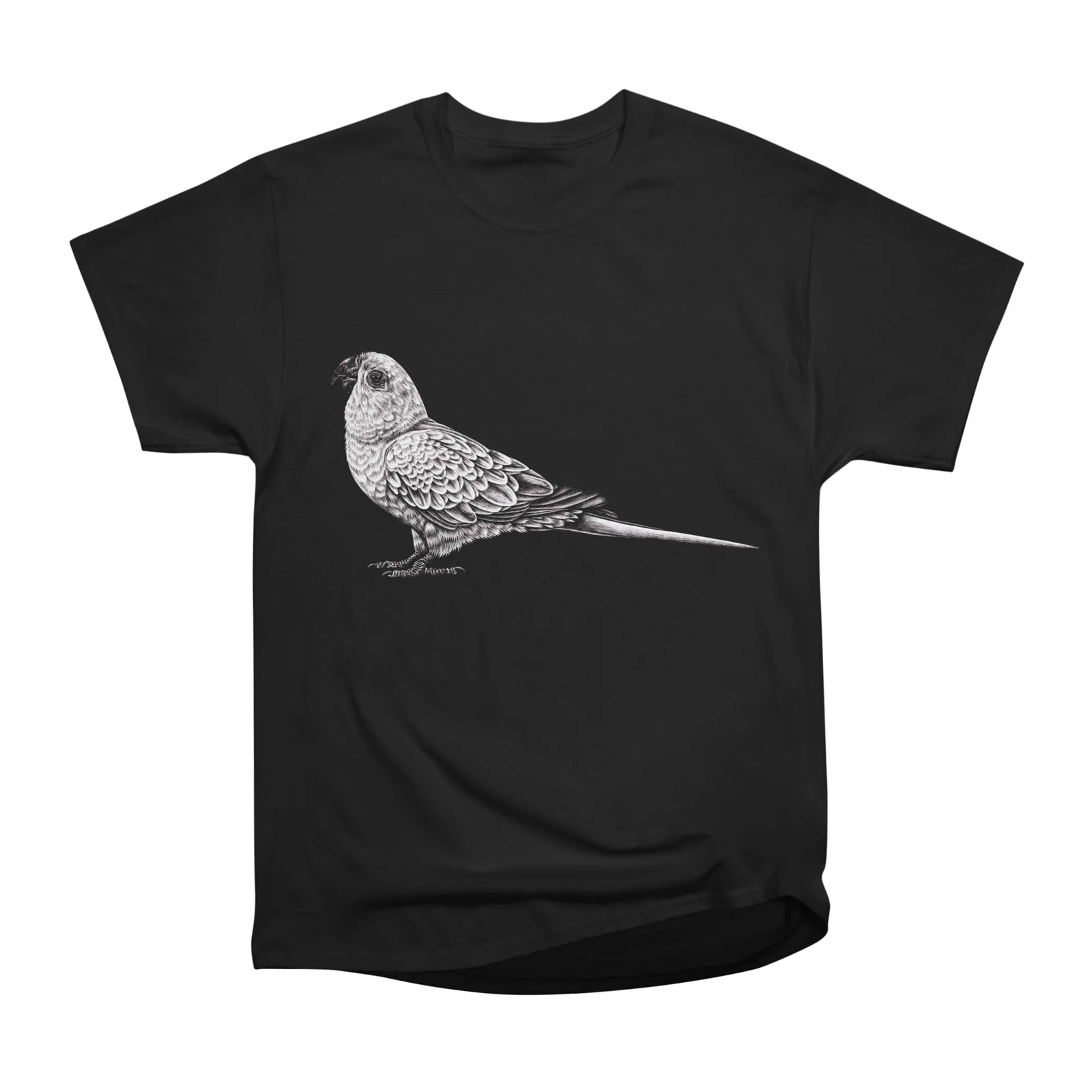 Sun conure illustration