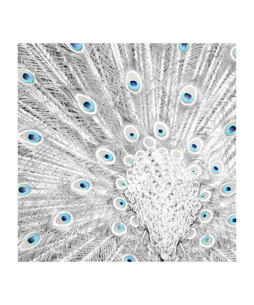 feathers