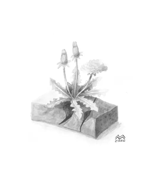 Dandelion