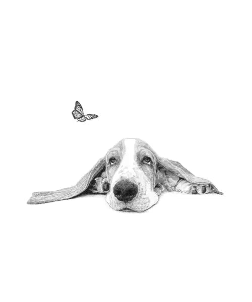 Bassey Basset
