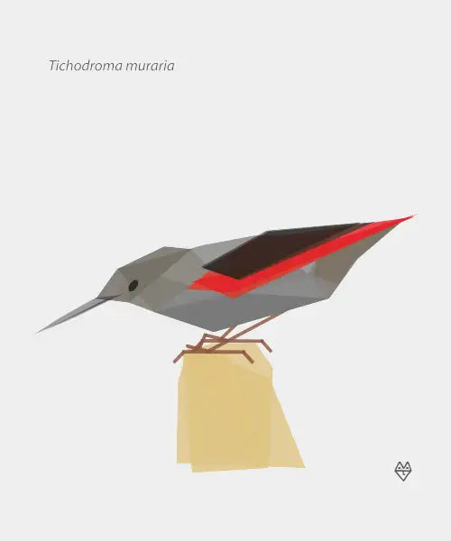Wallcreeper