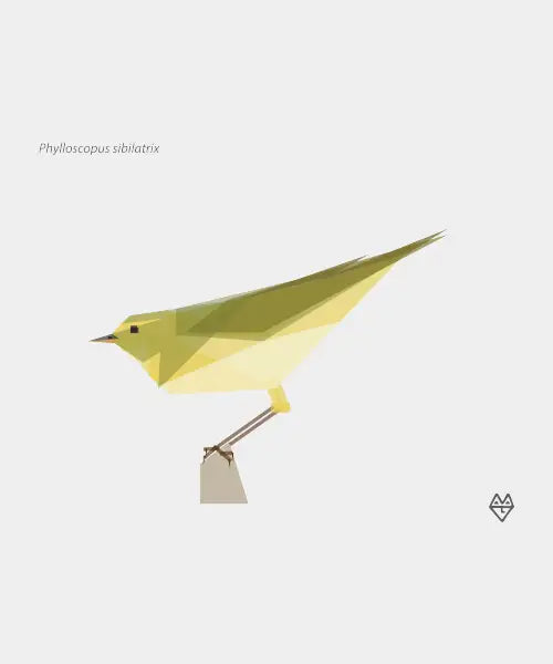 Wood Warbler