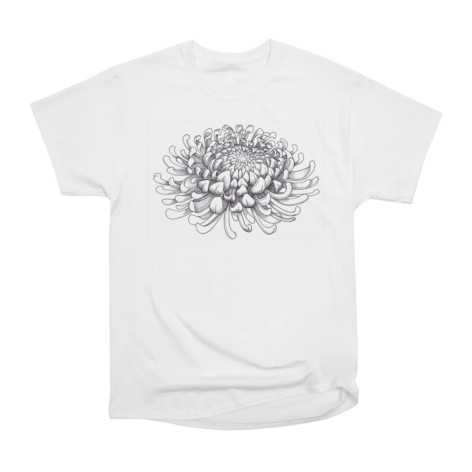 Chrysanthemum