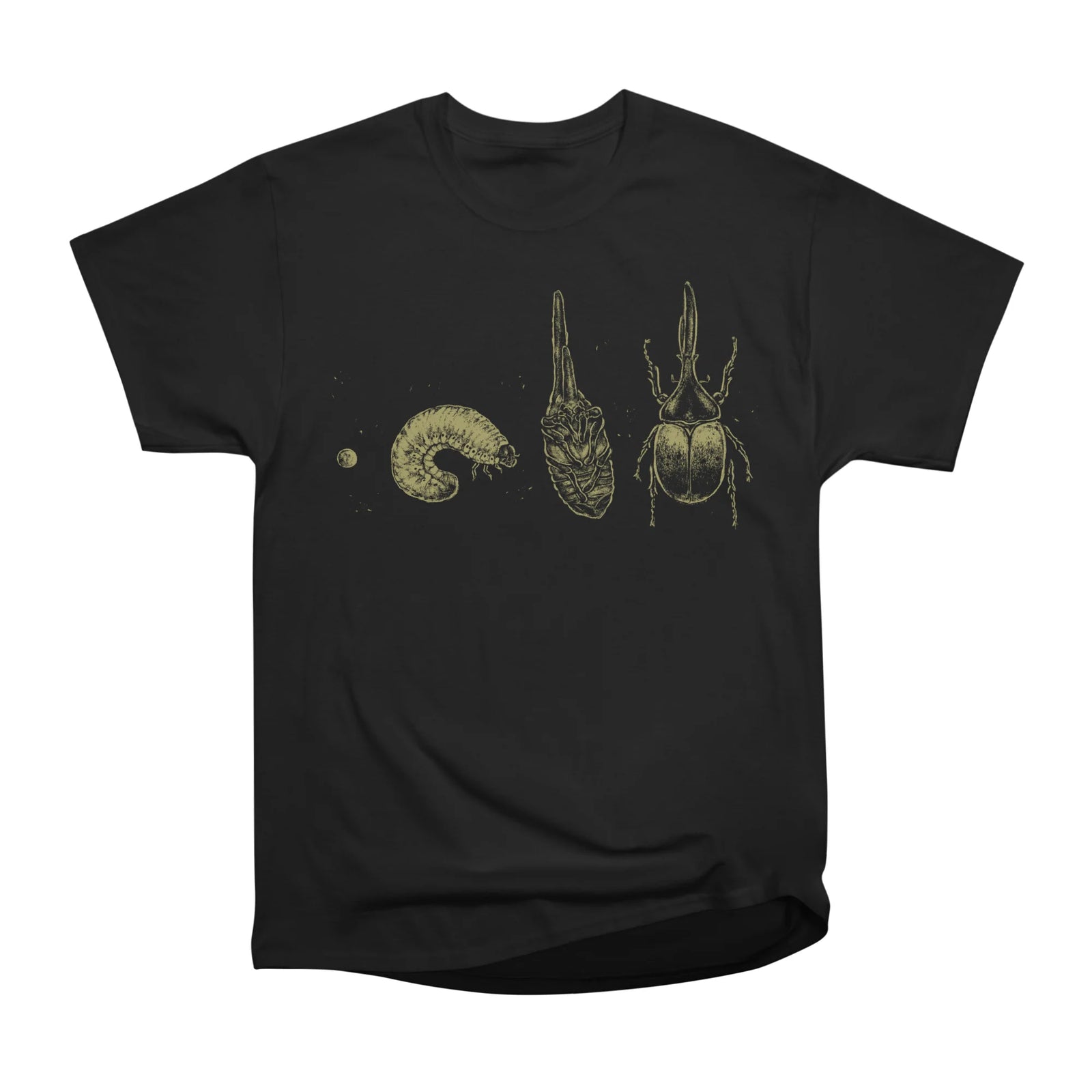 Beetle Life Cycle